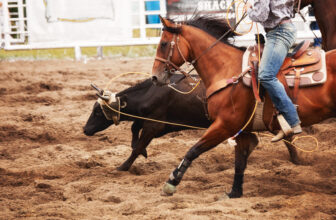 Beyond the Arena: Understanding Livestock Welfare in Rodeo 