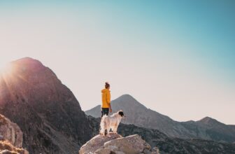 Paws before takeoff: What to know before traveling with a canine companion this International Dog Day and beyond
