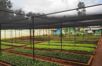 From deforestation to regeneration: Meet the team planting millions of trees in Kenya