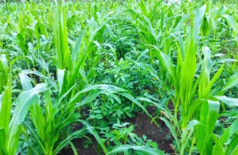 5 Ways Interseeding Can Change the Farming Landscape