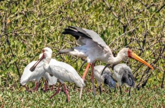 Birdwatching in The Gambia, West Africa