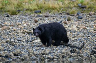 Vancouver Island Road Trip: Suggested 5 Day Itinerary