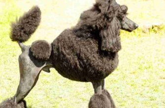 A Complete Guide to Grooming Your Furry Friend