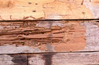 Your guide to buying a home with a past history of termites