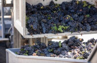 Beyond the Tasting Bar: 5 Ways to Celebrate Harvest in Temecula Valley