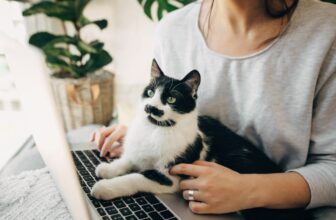 Dosage Calculator And Cat CBD Usage Guide