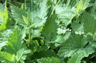 Catnip, Not Just for Cats