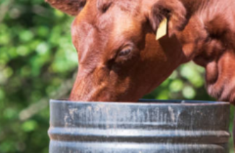 Protein Tubs: Smart Supplement or Wasted Money?