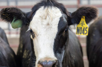 Increased Beef Imports Could Create Long-term Damage | News Release