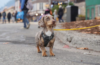 When Walks Turn Stressful: Why Your Dachshund Barks and Lunges at Other Dogs