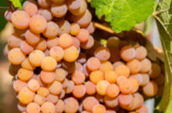 The Rosé of Champagne (Regulatory Updates!) – Wine, Wit, and Wisdom