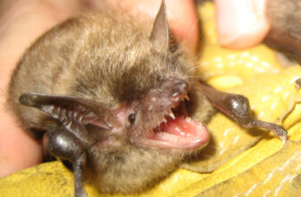 Common Signs of a Bat Infestation