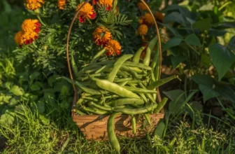 What We’re Planting In May