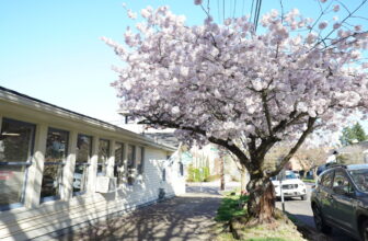 Call to Action: Protect PCEF & Trees in the Budget