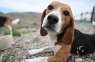 See How 6 Rescued Beagles Are Thriving in Their New Homes