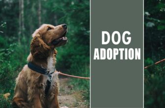Thinking Of Adopting A Dog? Here Are The Things You Need To Do