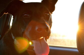 Don’t Travel the World Without Your Dog, Here’s How