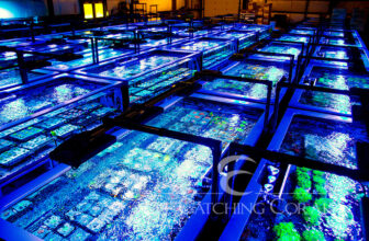 Eye Catching Coral Reaches Major Milestone: 250,000 Units of 100% Aquacultured Live Corals Grown and Sold | Reef Builders