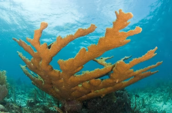 Florida’s Coral Reefs Need More Than Protection. They Need Commitment