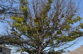 Environmental Stress on Shumard Red Oaks | Roanoke, Texas