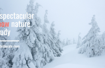 A Spectacular Snow Nature Study