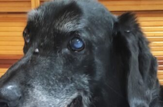 When Your Pet’s Mind Starts to Change