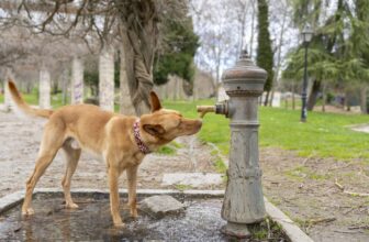Diabetes Insipidus in Dogs – Whole Dog Journal