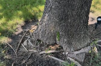 Girdling Tree Root Mitigation | Haslet, Texas