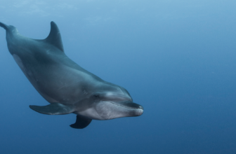 The U.S. Gulf Coast is a biodiversity hot spot – methane gas is threatening all of it – The Understory