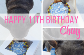 Chuy’s 11th Birthday – Irresistible Pets