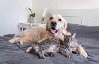 Is Pest Control Safe for Pets?