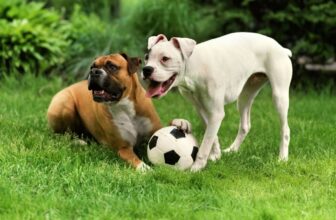 How to Create a Safe & Fun Dog-Friendly Backyard
