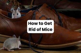 How to Get Rid of Mice in Louisiana