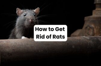 How to Get Rid of Rats in Louisiana