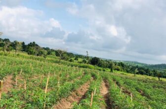6 Ways to Start an Agribusiness with Little Capital in Nigeria