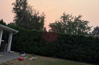 Dogs During Wildfire Season