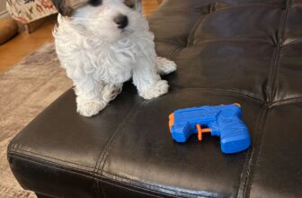 Frankie Comes Home: Puppy Orientation, Dexter and a New Beginning