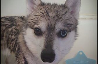 How Often Is Too Often? – Paw Print Pet Blog