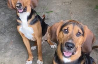 Mantrailing Tuesday Tip answers a common dog training question