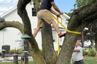 The Bee Tree is Broken — A Farm Wife