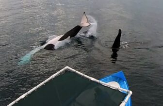 Mexico Suspends Orca Swimming – The Full Story and Where to See Them Ethically