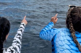 ’15 Orcas Surrounded Our Boat, So We Jumped in and Swam With Them