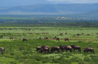 30 Things to Know Before Your First African Safari