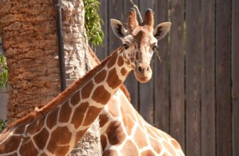 New Giraffe at Oakland Zoo