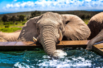 Staying at Mhondoro Safari Lodge, South Africa – Wild Junket