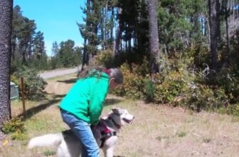 Train Your Dog to Find Missing Family and Pets