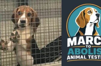 Join PETA at the March to Abolish Animal Testing