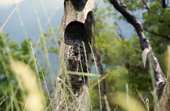 Pyropoetic Resonances: Humility, Affect, and Being in the Field (on Fire)