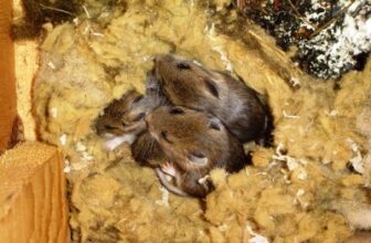 Keep Mice Out This Winter
