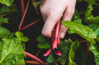 Growing Your Own Food: Expert Tips for Backyard and Small-Space Gardening